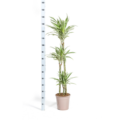 Dracaena Deremensis White Stripe met mand - ↕130-150cm - Ø24cm