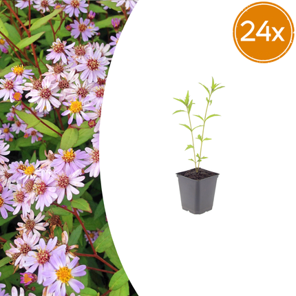 Aster de verano - Kalimeris incisa 'Blue Star' - ↕10-25cm - Ø9cm - 24x