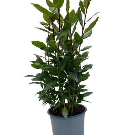 Laurus Nobilis - Laurier - ↕35cm - Ø14cm