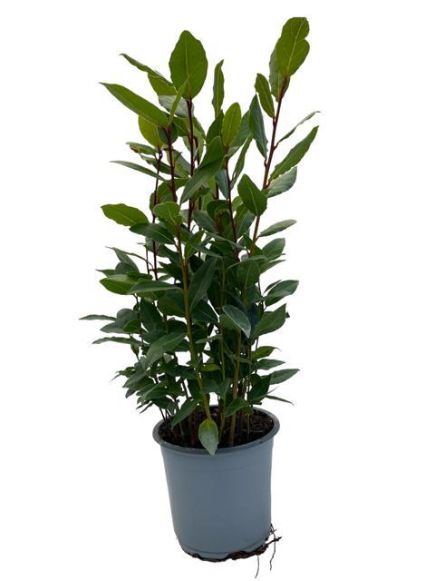 Laurus Nobilis - Laurel - ↕35cm - Ø14cm