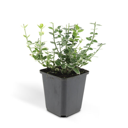 Euonymus fortunei 'Emerald Gaiety' - Cappello del cardinale - ↕10-25cm - Ø9cm - 48x