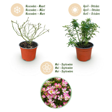 Rosa Cutie Pie - Roos - Winterhard - Roze - 1 Plant - Pot 12cm - Hoogte Hoogte 20-25cm