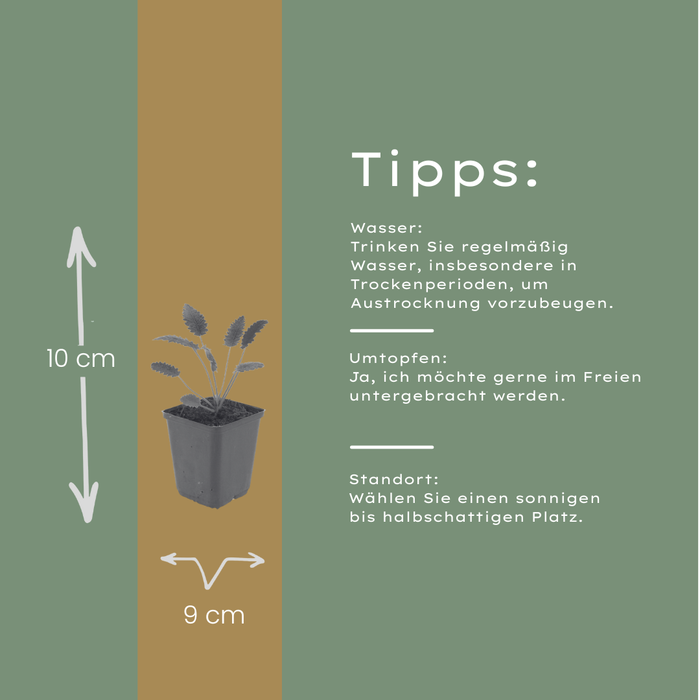 60x Sanguisorba o. 'Tanna' - ↕10-25cm - Ø9cm