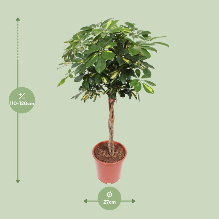Schefflera Gold Capella - ↕120cm - Ø27cm