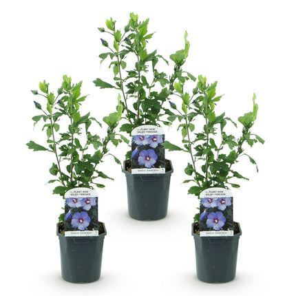 Hibiscus syriacus Oiseau Blue - Tuin Hibiscus - Blauw - ↕45cm - Ø17cm - 3x