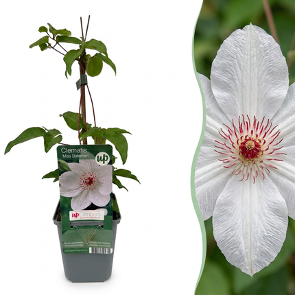 Clematis Miss Bateman -  Bosrank 6x - Wit - Klimplant - Ø9cm - ↕35cm
