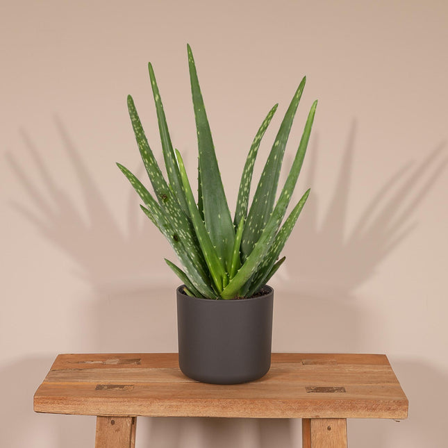 Aloe vera - ↕40cm - Ø12cm