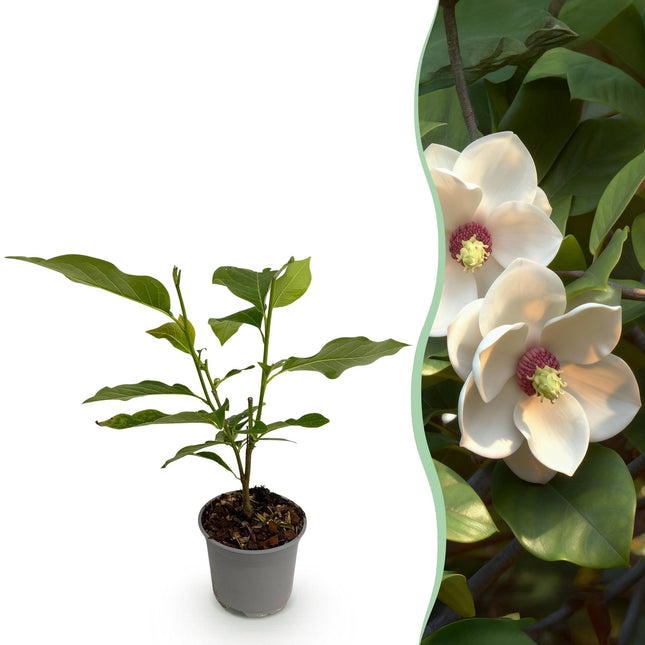 Magnolia sieboldii - Bloem Wit-Rood - ↕30cm - Ø12cm