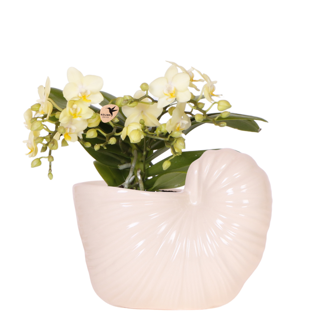 Kolibri Orchids | Gele Phalaenopsis Orchidee - Botanic Yellow in Shellfish Sierpot - Ø9 cm