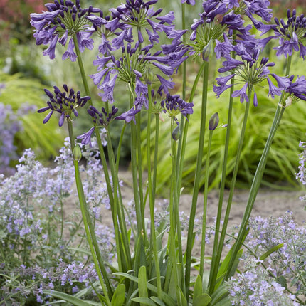 Agapanthus 'Poppin Purple' - lilia afrykańska - ↕30cm - Ø19cm
