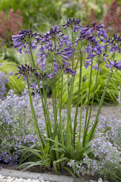 Agapanthus 'Poppin Purple' - Afrikaanse Lelie - ↕30cm - Ø19cm