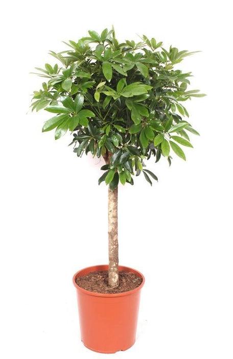 Schefflera op stam - ↕150cm