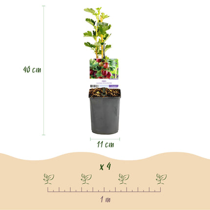 Gooseberry - Ribes uva-crispa Hinnomäki Röd - Red Currant - 2 plants - Pot 11cm Height 40cm
