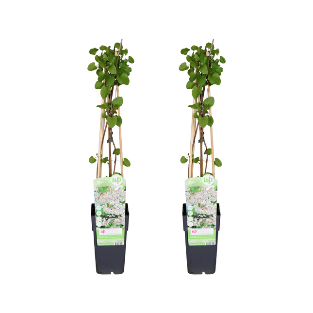 Fallopia Baldschuanica - ↕65cm - Ø15cm - 2x