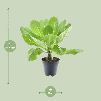 Brighamia Insignis 'Hawaii Palm' - ↕37cm - Ø12cm