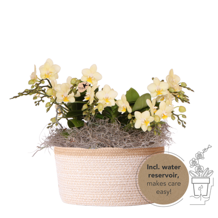 Kolibri Orchids | Gele Jungle Bouquet Botanic Yellow in Cotton Basket