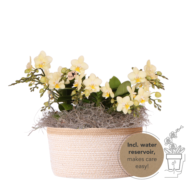 Kolibri Orchids | Gult djungelbukett botanisk gul i bomullskorg