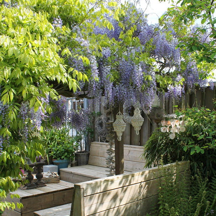 Wisteria sinensis 'Caroline' - Blauwe regen - ↕65cm - Ø15cm - 2x