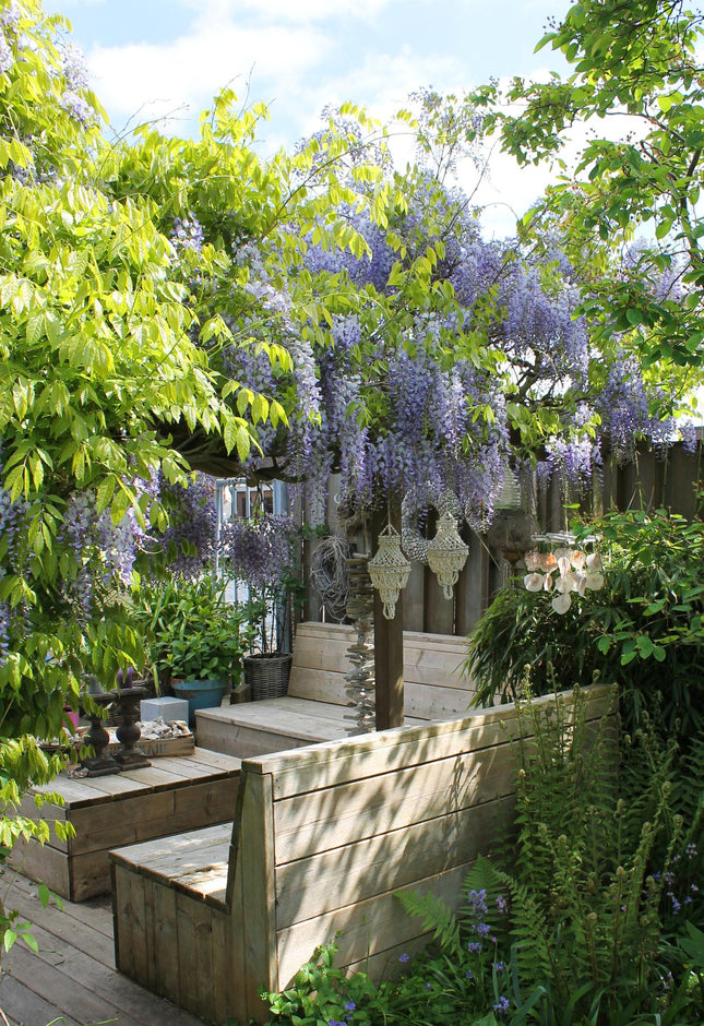 Wisteria sinensis 'Caroline' - Blue wisteria - ↕65cm - Ø15cm - 2x