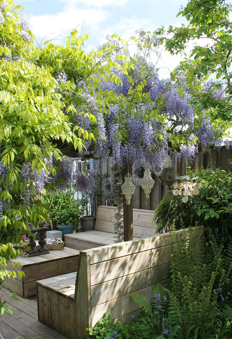 Wisteria sinensis 'Caroline' - ↕65cm - Ø15cm - 2x