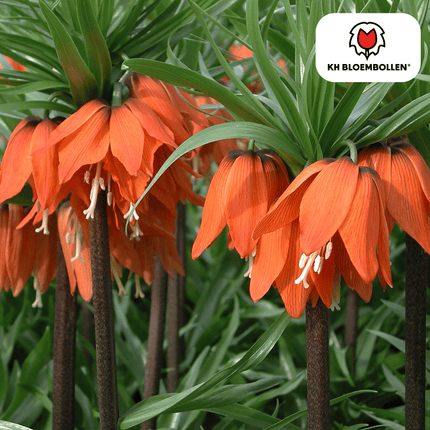 Fritillaria Crown Imperial Rubra red/orange 5 pieces