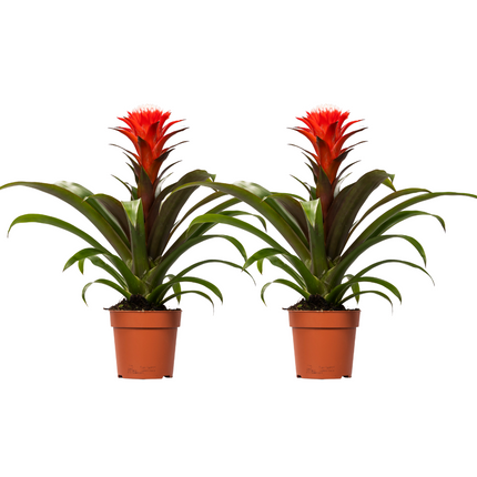 Guzmania Hope - ↕40cm - Ø12cm - 2x