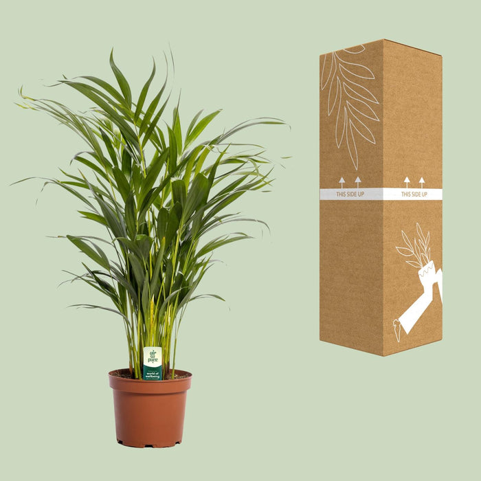 Areca Palm (Dypsis Lutescens) - Goudpalm - ↕65cm - Ø17cm