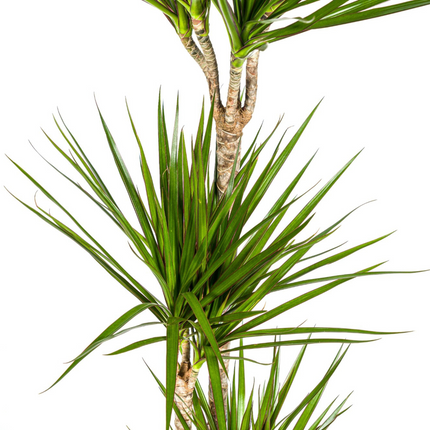 Dracaena Marginata Verde con cesta - ↕130-150cm - Ø24cm
