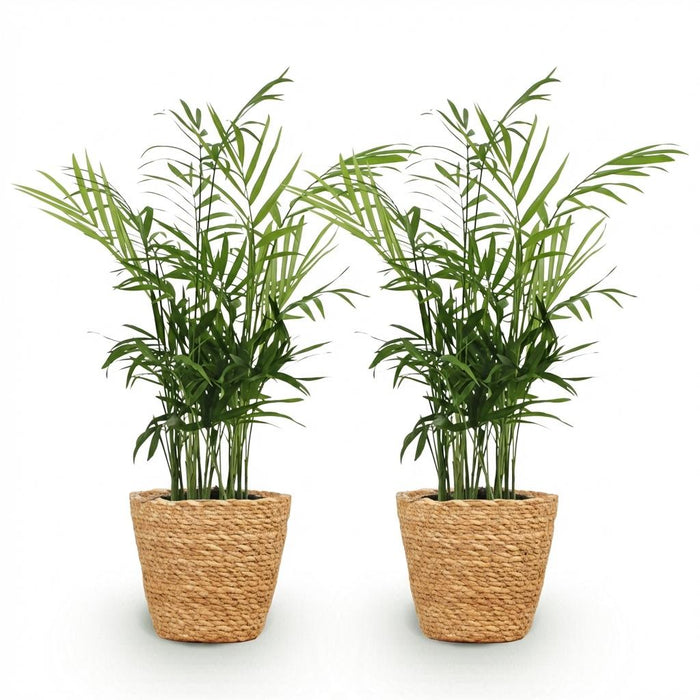 Chamaedorea elegans - Goudpalm - met Mand - ↕15cm - Ø12cm - 2x