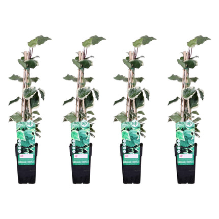 Hedera Algeriensis 'Gloire de Maren' - Algerijnse Klimop - ↕65cm - Ø15cm - 4x