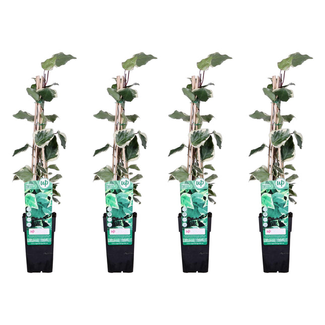 Hedera Algeriensis 'Gloire de Maren' - Algerijnse Klimop - ↕65cm - Ø15cm - 4x