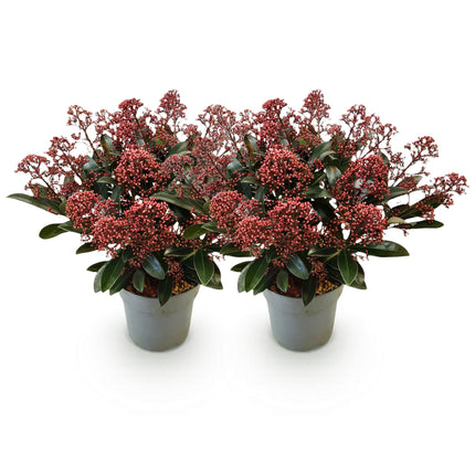 Skimmia Japonica Rubella - Bloem Rood - 15+ Bloemen - ↕30cm - Ø15cm - 2x