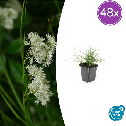 Luzula Nivea - Junco blanco como la nieve - ↕10-25cm - Ø9cm - 48x