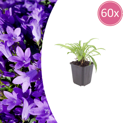 60x Campanula-Presse. 'Coerulea' - ↕10-25cm - Ø9cm