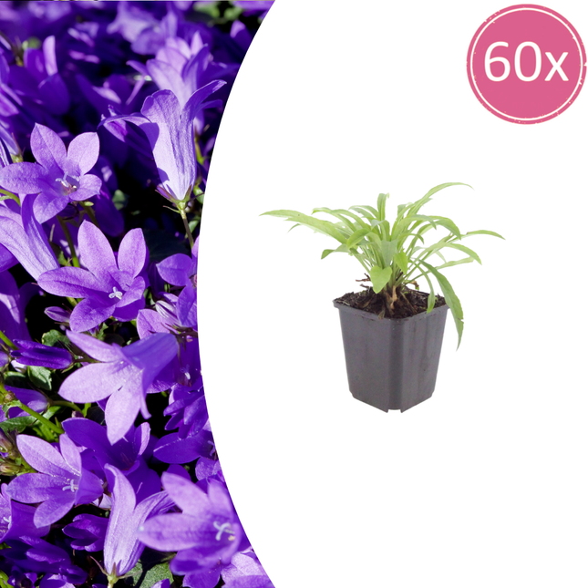 Campanula persicifolia 'Coerulea' - Hermosa campanilla - ↕10-25cm - Ø9cm - 60x