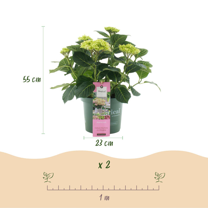 Terrasplant - Hortensia - Hydrangea Magical Jewel Pink - Roze - 6-10 Bloemen - Pot 23cm Hoogte 55cm