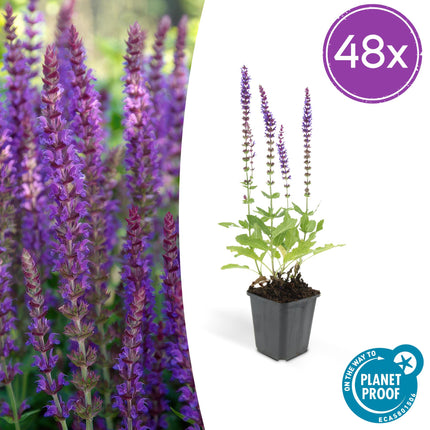 Salvia Nemorosa 'Ostfriesland' - Bossalie - ↕10-25cm - Ø9cm - 48x