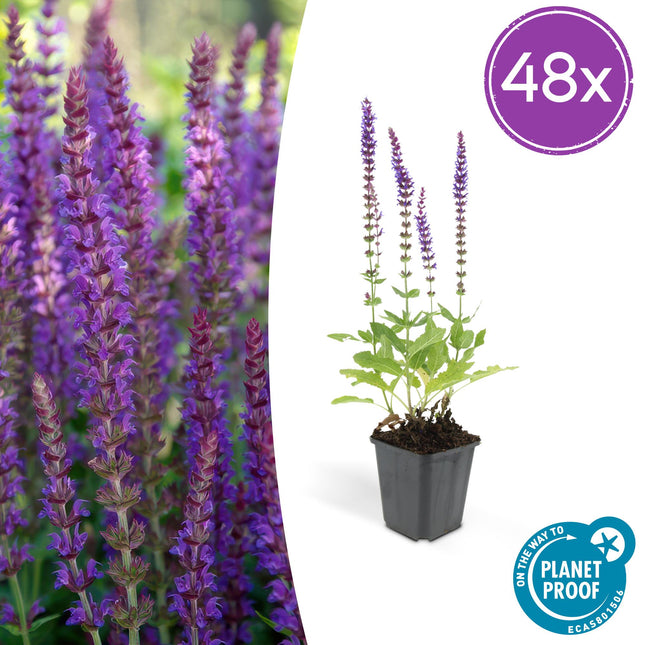 Salvia Nemorosa 'Ostfriesland' - Bossalie - ↕10-25cm - Ø9cm - 48x