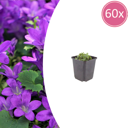Campanula portenschlagiana - Dalmatiner Glockenblume - ↕10-25cm - Ø9cm - 60x