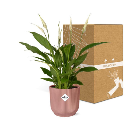 Spathiphyllum Torelli  - Lepelplant - met elho Vibes Fold Ø14cm roze - ↕30-40cm