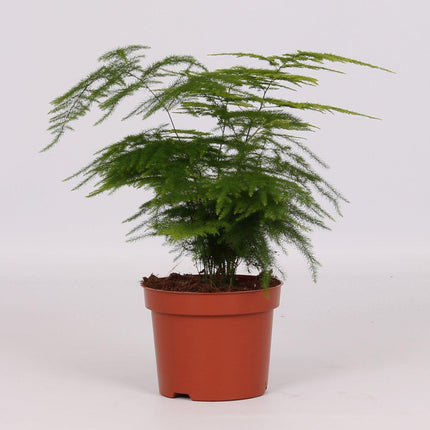 Spargel Setaceus - Ø12cm - ↕28cm