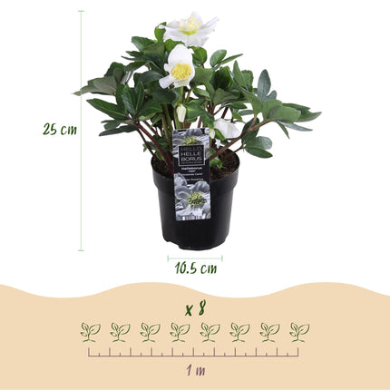 Kerstroos - Helleborus Christmas Carol  - Witte Bloem - ↕25cm - Ø10,5cm - 6x