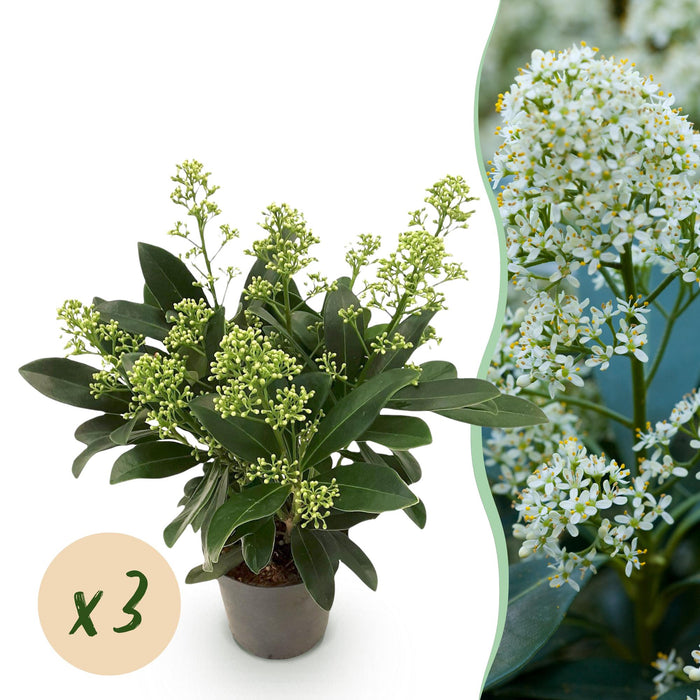 Skimmia japonica Finchy - Bloem Wit - 10+ Bloemen - ↕25cm - Ø10,5cm - 3x