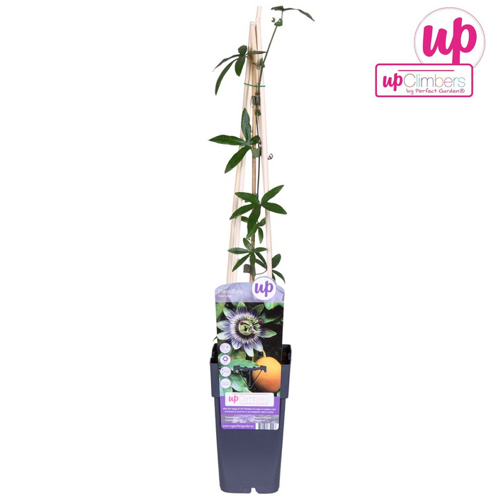 Passiebloem - Passiflora Blauw caerulea - ↕65cm - Ø15cm