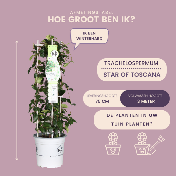 Gele Toscaanse Jasmijn - Trachelospermum asiaticum 'Yellow Star' - ↕75cm - Ø23cm