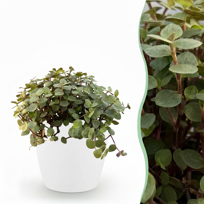 Callisia repens - Schildpadplant - met witte plantenpot - ↕15-20cm - Ø12cm