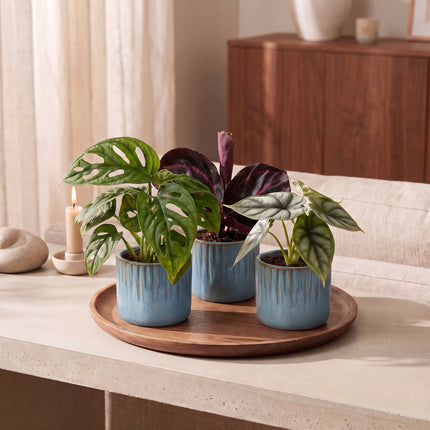 Baby Planten Jungle Mix - Diversen 3x - Tropisch - incl. Linnea Misty Blue - Ø6cm - ↕10-15cm