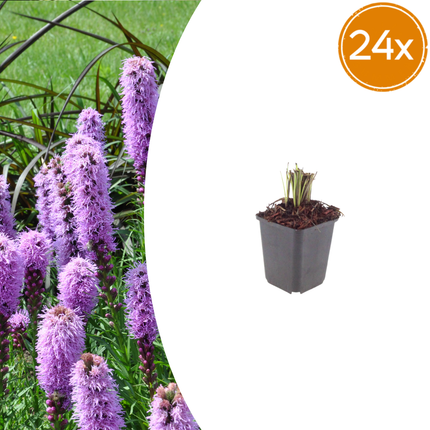 Liatris spicata - Knopige slangenwortel  - ↕10-25cm - Ø9cm - 24x