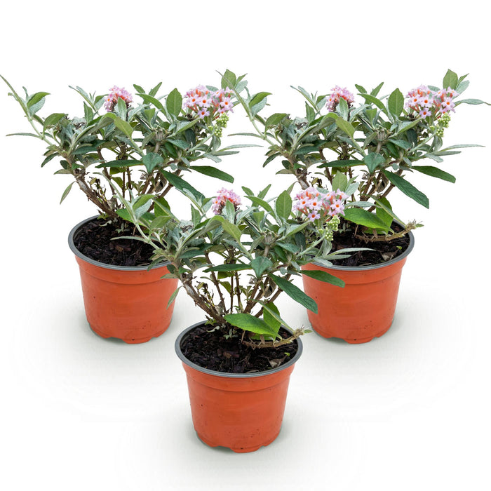 Buddleja davidii Butterfly Candy Little Pink - Vlinderstruik - Compact - Roze - ↕20-25cm - Ø12cm - 3x