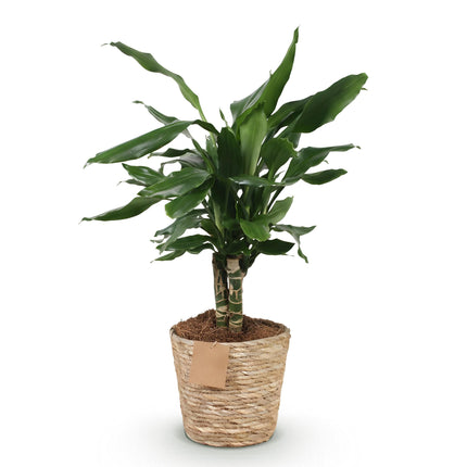 Dracaena fragrans Steudneri - Arbre Sang-Dragon - avec panier - Pot 17 cm - Hauteur 50-55 cm